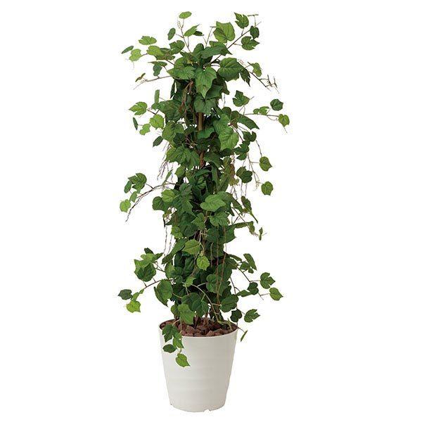 人工観葉植物 ウンベラータツイスト 5F 光触媒加工 高さ150cm （P204