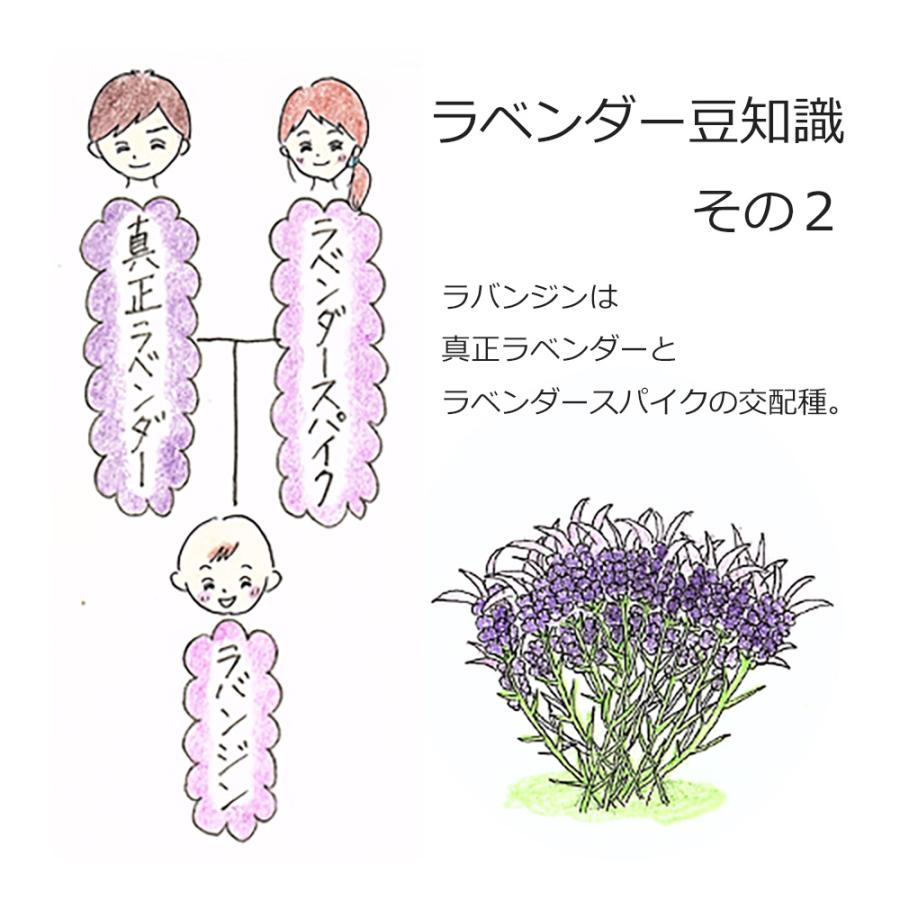 真正ラベンダーブルガリアン　エッセンシャルオイル　安眠　リラックス lavender10_1.jpg