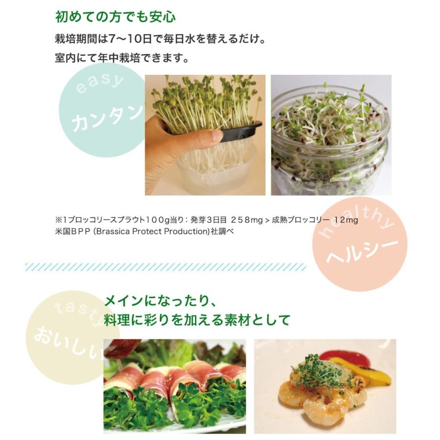 育てて食べる スプラウト 栽培キット ルッコラ Ogsg 912 日本国内正規品 おうちでベジ 簡単 栽培 栽培容器 有機種子 プレゼント 母の日 父の日 Aenpd アンシェル ヤフーショッピング店 通販 Yahoo ショッピング