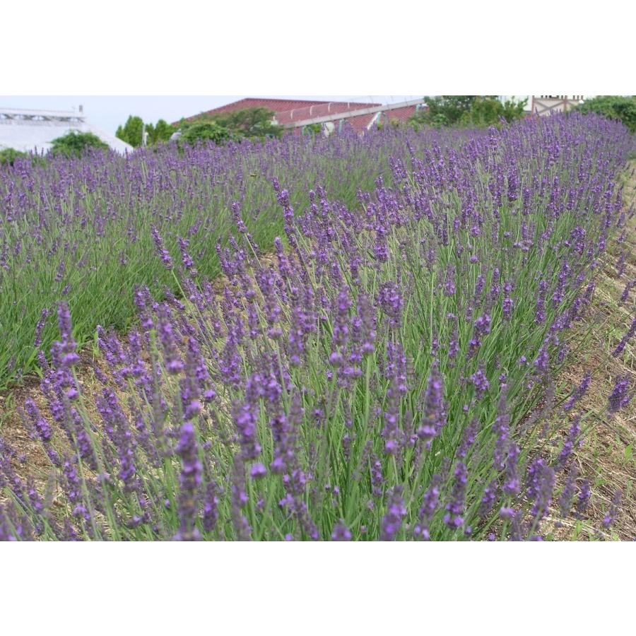 Kuni Umi 淡路島産 芳香蒸留水 月桂樹 鳴門みかん ローズゼラニウム ローマンカモミール ローズマリー 薄荷 ラベンダー ティトリー Ad0030 アロマドレッシング 通販 Yahoo ショッピング