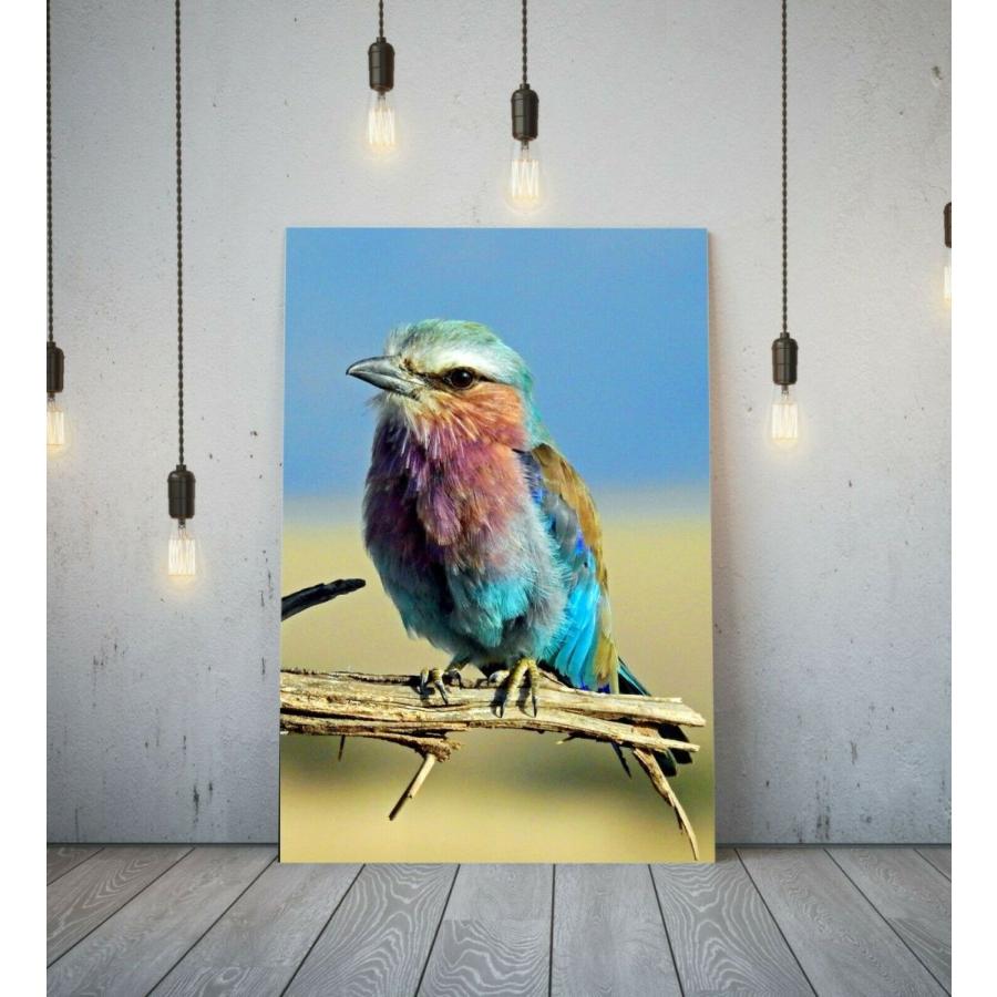 フジイロムシクイ 高級 キャンバス フレーム ポスター 絵 A1 アート パネル 北欧 鳥 動物 アニマル 海外 写真 グッズ 絵画 インテリア