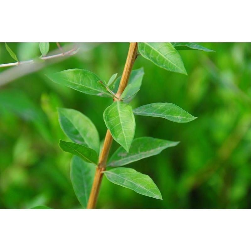 芦屋ヘナ倶楽部ハーバルヘナブラウン３個 Aランクの上級ヘナハーバルヘナピュアがたっぷり入り、1度染めで美しい落ち着いたブラウンに仕上げます。 Aランクの上級ヘナハーバルヘナピュアがたっぷり入り 1度染めで美しい落ち着いたブラウンに仕上げます