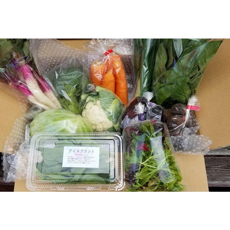 ボリューム大満点！新鮮な旬の野菜セット 10種類以上のお野菜