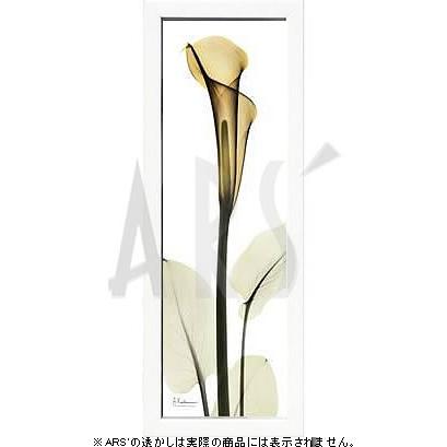 レントゲンアート 絵画 ポスター 絵 アートパネル アートポスター アート インテリア フレーム 額 リトグラフ 複製画 モダン 北欧 おしゃれ