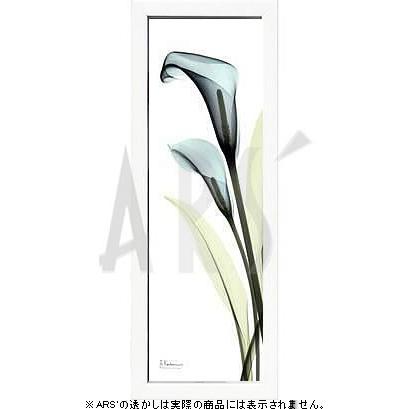 レントゲンアート 絵画 ポスター 絵 アートパネル アートポスター アート インテリア フレーム 額 リトグラフ 複製画 モダン 北欧 おしゃれ