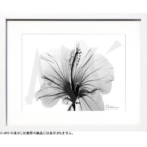 レントゲンアート 絵画 ポスター 絵 アートパネル アートポスター アート インテリア フレーム 額 リトグラフ 複製画 モダン 北欧 おしゃれ