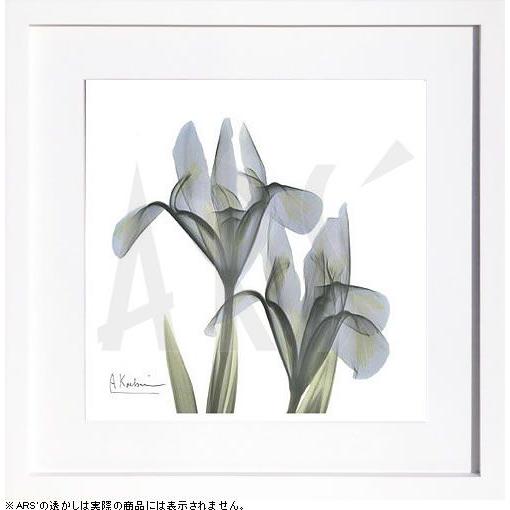 レントゲンアート 絵画 ポスター 絵 アートパネル アートポスター アート インテリア フレーム 額 リトグラフ 複製画 モダン 北欧 おしゃれ