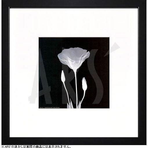 アートパネル アートポスター 絵画 インテリア 壁掛け タペストリー アートフレーム レントゲンアート ラジオグラフィアート Poppy Blossom モダン 北欧 Fa384 Ars Online 通販 Yahoo ショッピング