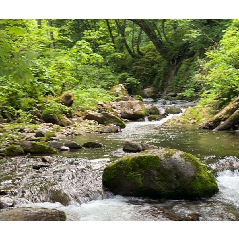 テンカラ 毛鉤 猩々 14 ドライフライ オイカワ ウグイ ヤマベ ハヤ バーブレス Bl 15 フライフィッシングのアートライズ 通販 Yahoo ショッピング