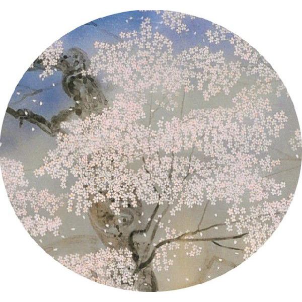 中島千波・醍醐の桜（だいごのさくら）（四曲半双屏風）（よんきょくは