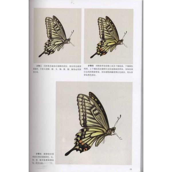 本 傳神譜 中村岳陵 4冊 写生画集 10.2kg 大型本画集 箱付