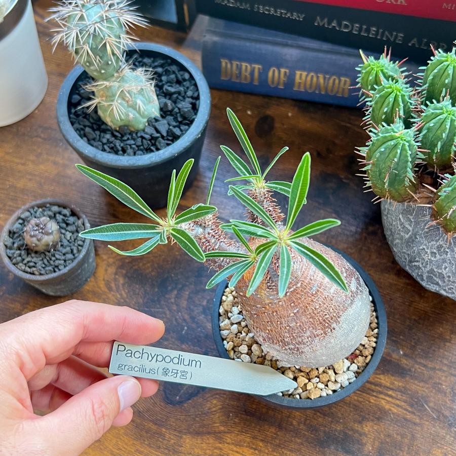 植物 名前 ラベル タグ 【 Plants ID 】 オリジナル アクリル 園芸