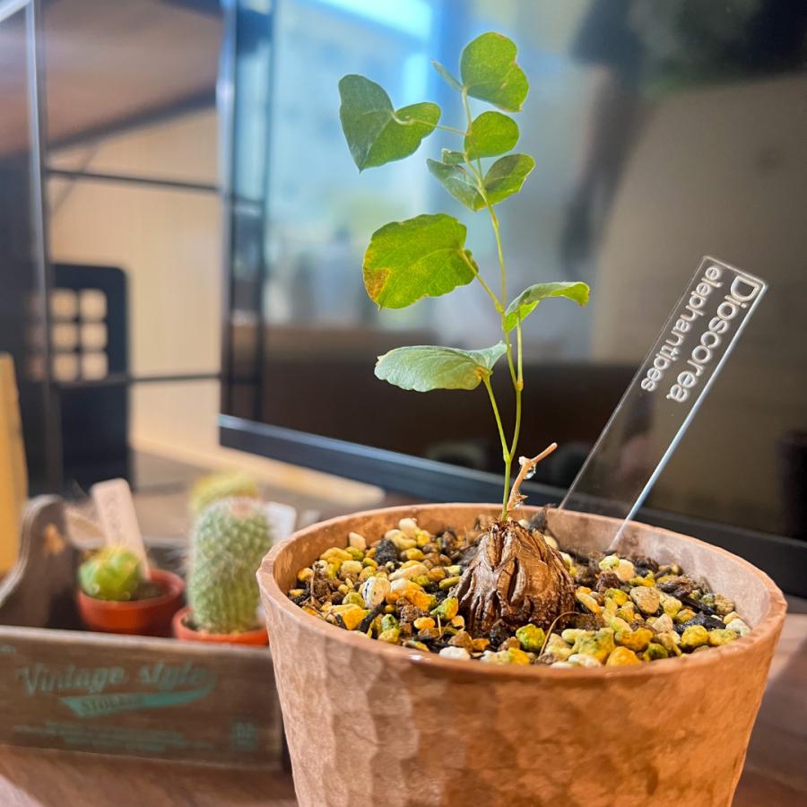 植物 名前 ラベル タグ 【 Plants ID 】 オリジナル アクリル 園芸