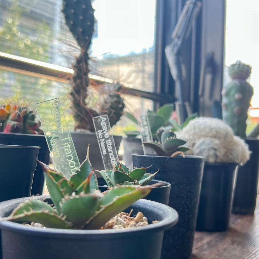 植物 名前 ラベル タグ 【 Plants ID 】 オリジナル アクリル 植物 名前 ラベル タグ 【 Plants ID 】 オリジナル アクリル