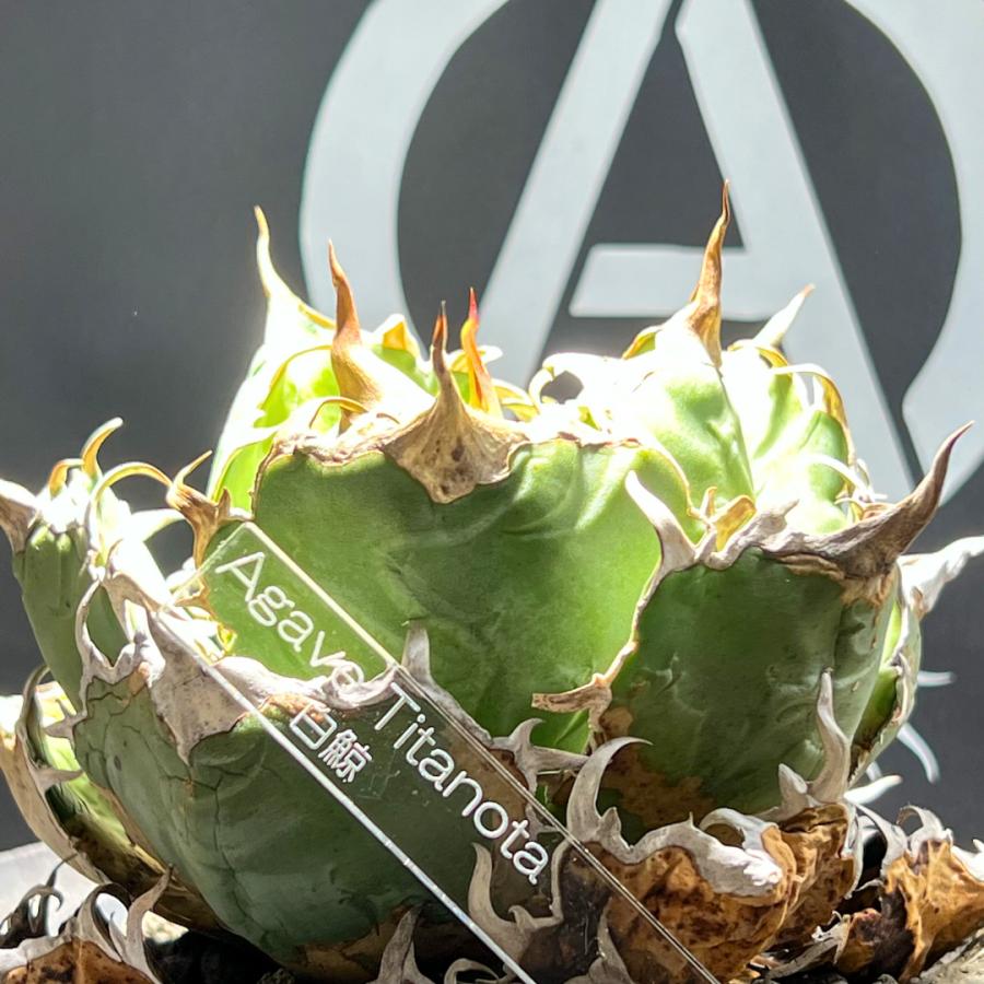 植物 名前 ラベル タグ 【 Plants ID 】 オリジナル アクリル 園芸
