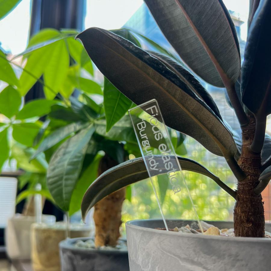 植物 名前 ラベル タグ 【 Plants ID 】 オリジナル アクリル 園芸