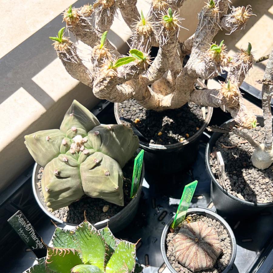 植物 名前 ラベル タグ 【 Plants ID 】 オリジナル アクリル 植物 名前 ラベル タグ 【 Plants ID 】 オリジナル アクリル