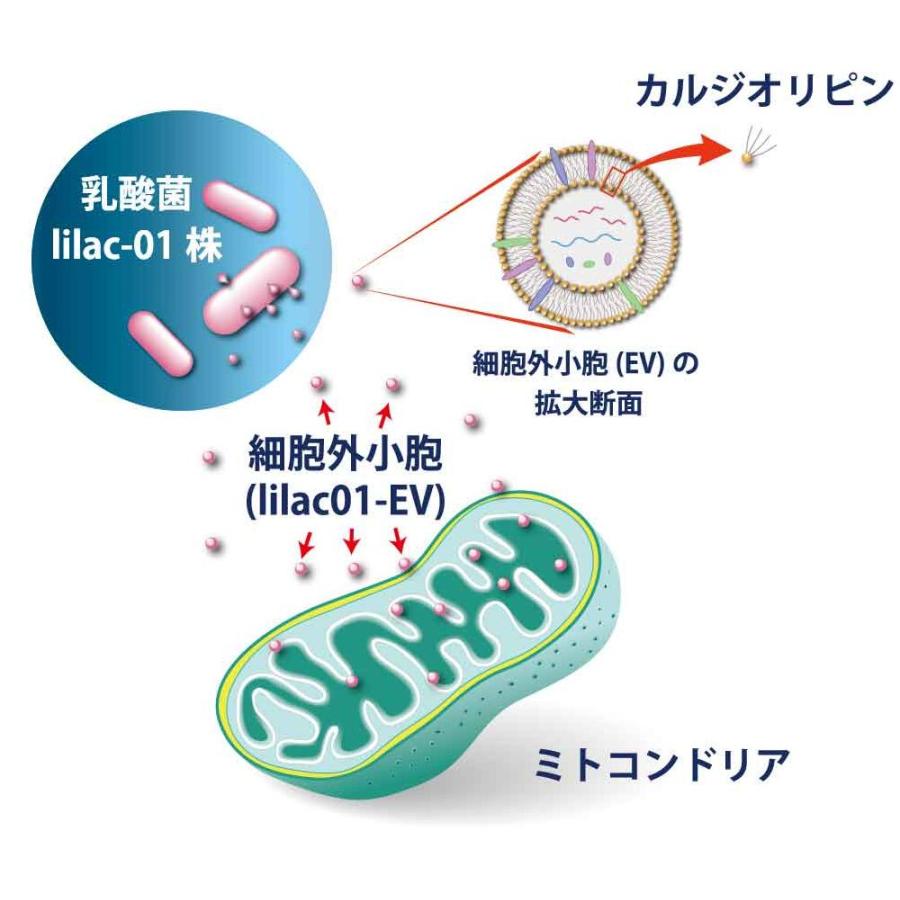 LiEV（ライブ）｜ ライラック乳酸菌由来の細胞外小胞（EV）が