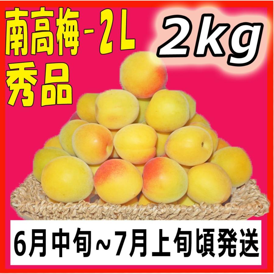 ポイント5倍 南高梅秀品2L-2kg梅干・梅酒・他、有機肥料主体に施肥した 