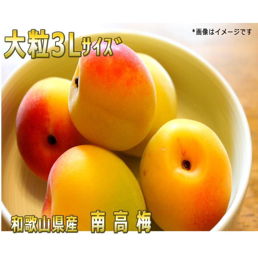 ポイント5倍 南高梅秀品3L-10kg梅干・梅酒・他、有機肥料主体に施肥 