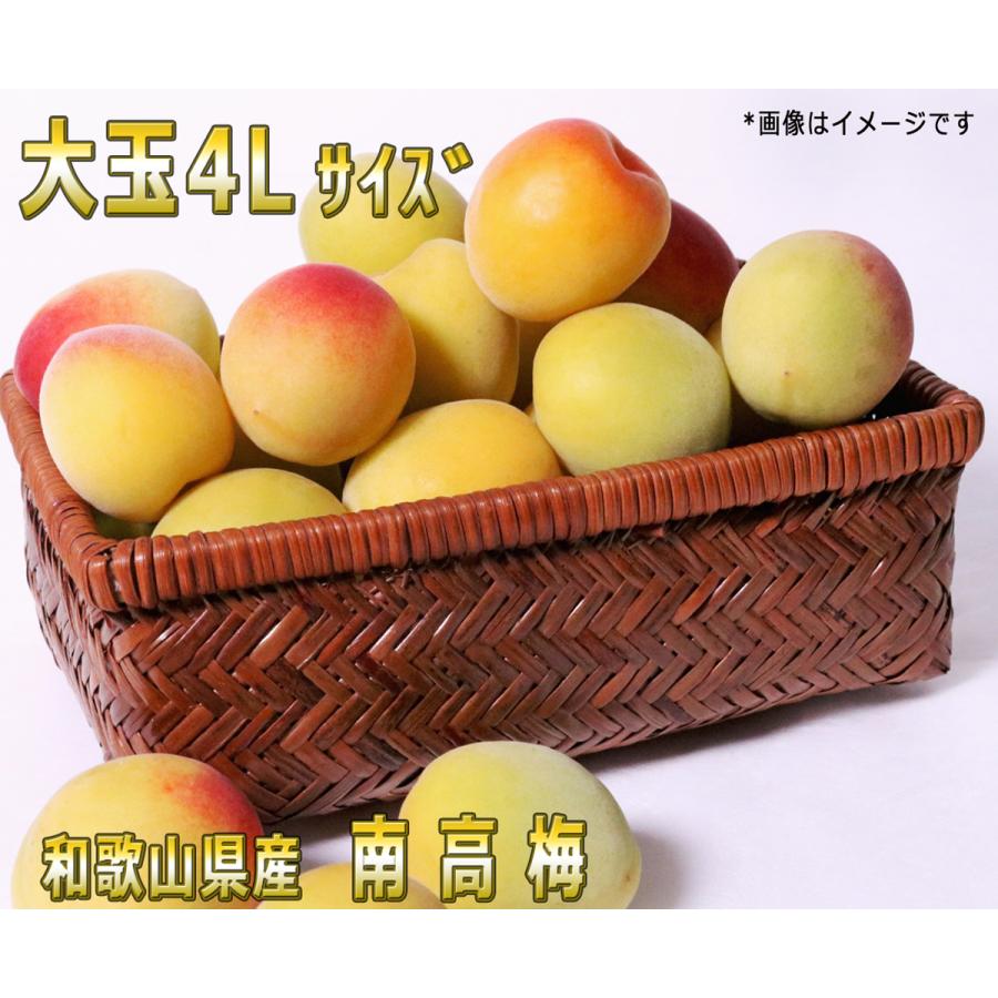 ポイント5倍 生梅南高梅秀品4L-10kg梅干・梅酒・他、有機肥料主体に 