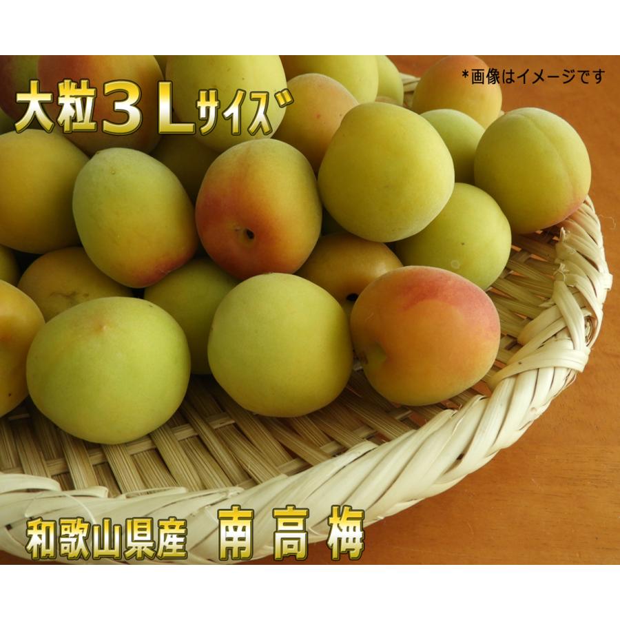 生梅南高梅優品3L-10kg大粒青梅 有機肥料主体に施肥した紀州和歌山県 
