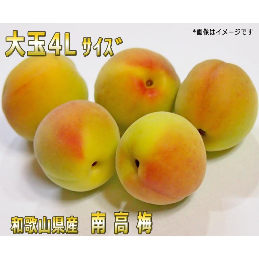 生梅南高梅優品4L-10kg梅干・梅酒・他、有機肥料主体に施肥した紀州 