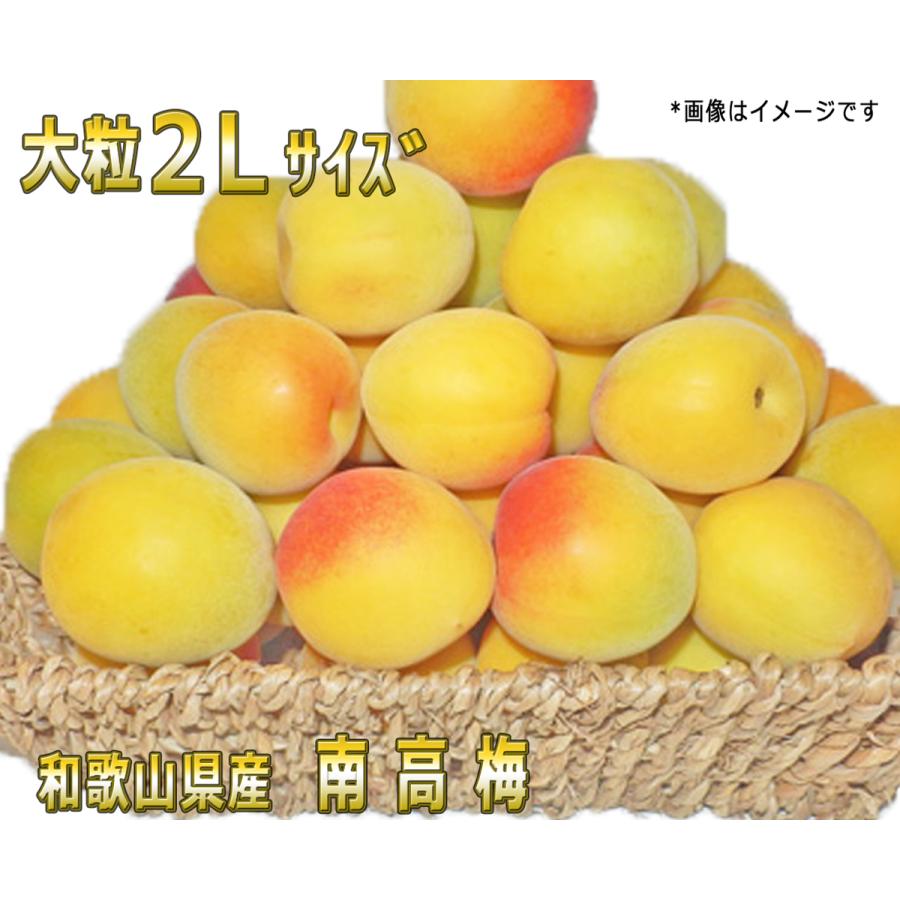 生梅南高梅優品2L-10kg梅干・梅酒・他、有機肥料主体に施肥した紀州 