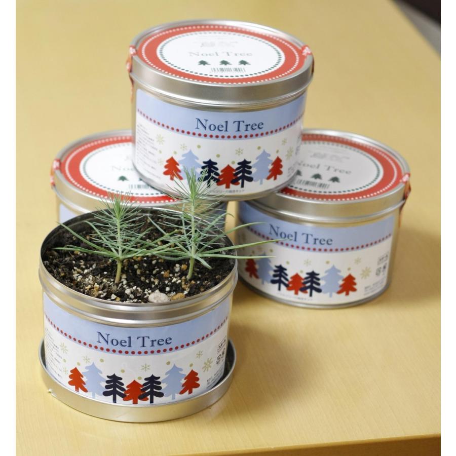264円 Sale 64 Off クリスマスツリー 栽培セット Noeltree ノエルツリー 種 種子 栽培キット 種子栽培キット ノエル