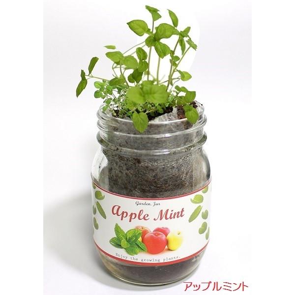 ベストミント 種類 花 すべての美しい花の画像