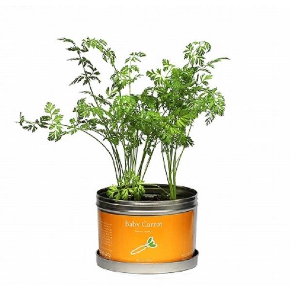 リトルガーデンプロ ミニニンジン 花 ガーデニング 種 種子 栽培キット 野菜 F アートフルライフyahoo ショップ 通販 Yahoo ショッピング