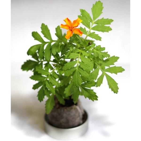 ハーブ ベジ ミニ 栽培セット ストロベリー サボテン ミニバラ スペアミント マリーゴールド ハーブ 野菜 花 ガーデニング 種 栽培キット F アートフルライフyahoo ショップ 通販 Yahoo ショッピング