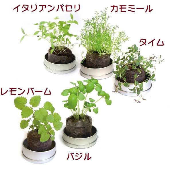プチギフトハーブ缶ラッピング付き【ありがとうの栽培キット】 花