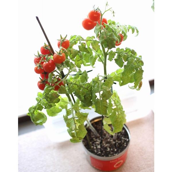 絵本栽培キット2 ぼくはミニトマト 絵本とリトルガーデンプロミニトマトのセット ガーデニング 種 種子 栽培キット トマト 教育 食育 F120071301 アートフルライフyahoo ショップ 通販 Yahoo ショッピング