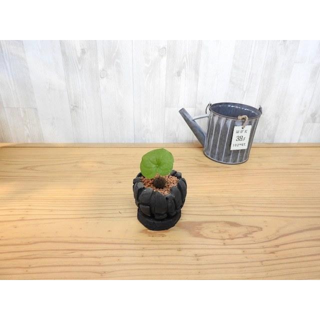 ディスコレア エレファンティペス 亀甲竜 : artisan store - 通販