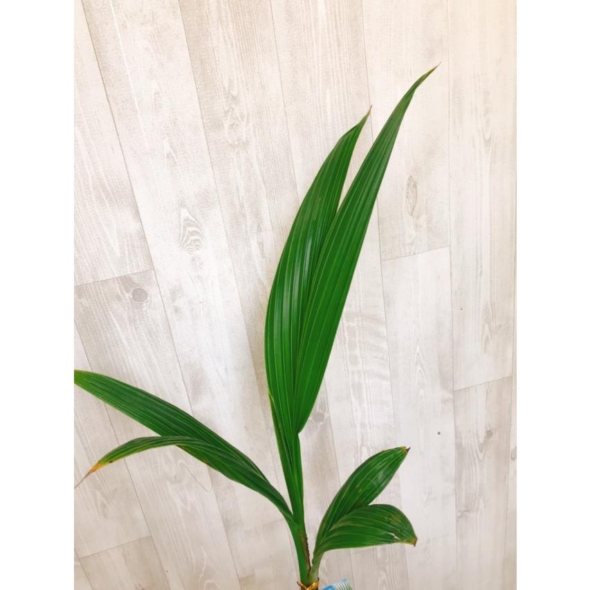 観葉植物 ココヤシ 南国 夏の植物 : artisan store - 通販