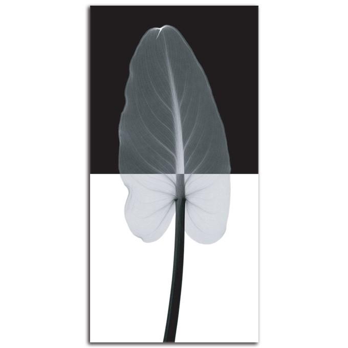 絵画 縦長 高級 花 Calla Leaf I Size Mm 650 1350 インテリア アート おしゃれ 壁掛け 絵 繊細美 Plexiglas Jornaldopovaodf Com Br