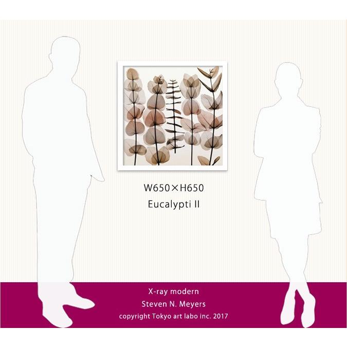 額付き 北欧 インテリア 壁掛け Eucalyptus ユーカリ 北欧 モダン 額入り 額付き ボタニカル リビング 【スパ】 玄関