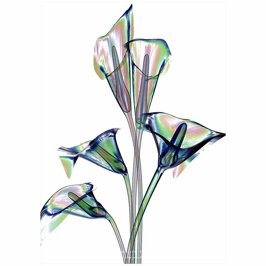 アートポスター 花 絵 壁掛け グラフィック アート モダン 現代 透明感 自然 Xray デザイン 額無し Nycp0113c Art Lab Yahoo 店 通販 Yahoo ショッピング