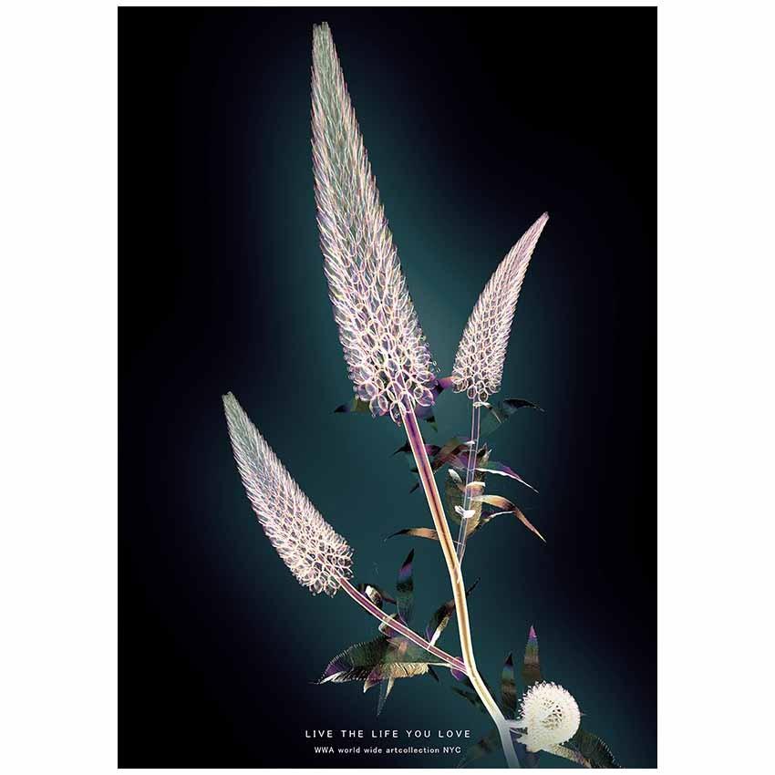 アートポスター 花 絵 壁掛け グラフィック アート モダン 現代 透明感 自然 Xray デザイン 額無し Nycp0115 Art Lab Yahoo 店 通販 Yahoo ショッピング