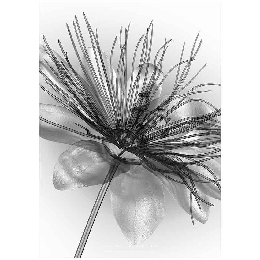 アートポスター 花 絵 壁掛け グラフィック アート モダン 現代 透明感 自然 Xray デザイン 額無し Nycp0117b Art Lab Yahoo 店 通販 Yahoo ショッピング