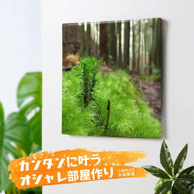 当季大流行 アートパネル コケ 水草 藻 風景 自然 山 岩 写真 壁掛け インテリア 絵 キャンバス 和風 壁飾り Supplystudies Com