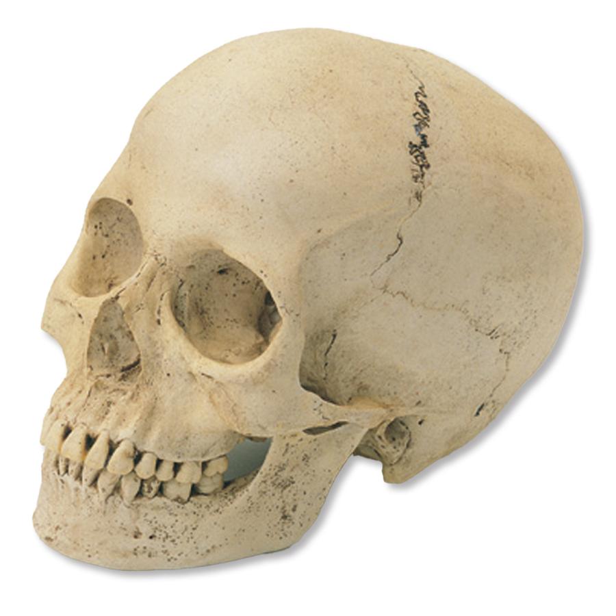 お取り寄せ品 代引きキャンセル不可 頭骨モデル 特殊石こう製 女性 頭蓋骨 髑髏 しゃれこうべ 画材 ものづくりのアートロコ 通販 Yahoo ショッピング