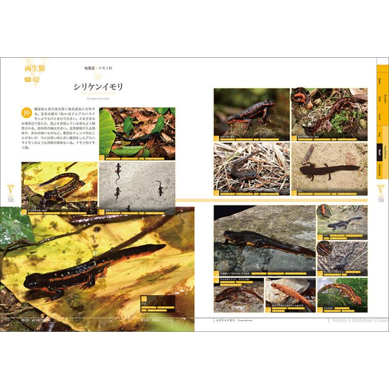 メール便可 ] 増補改訂 日本の爬虫類・両生類 生態図鑑 誠文堂新光社