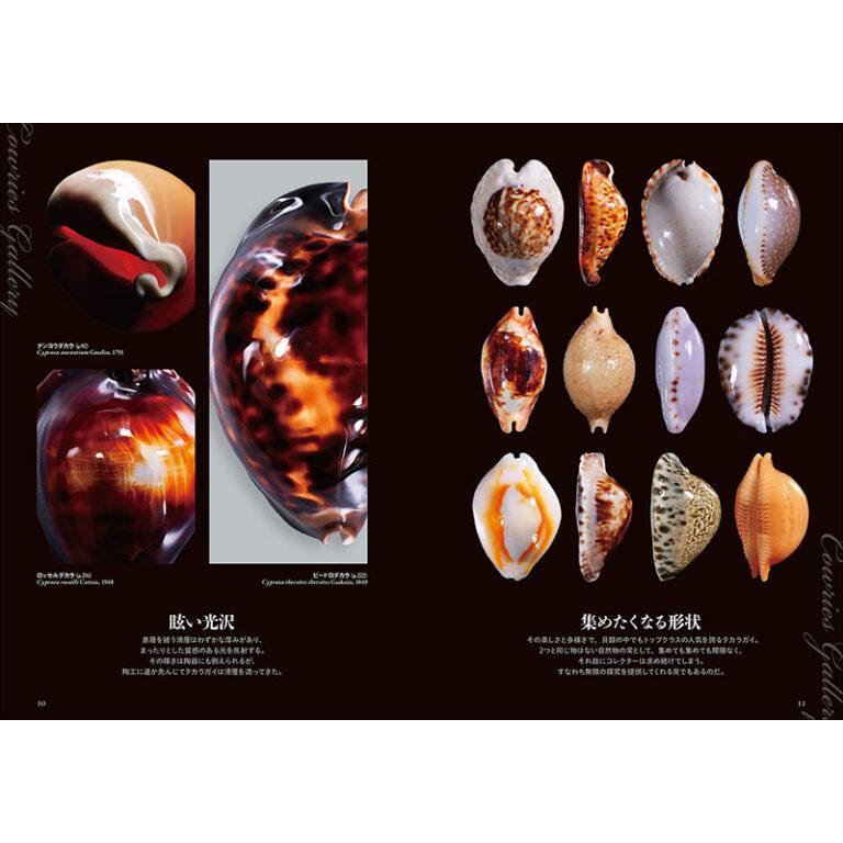 メール便可 ] 日本と世界のタカラガイ 誠文堂新光社 書籍 【 日本 世界