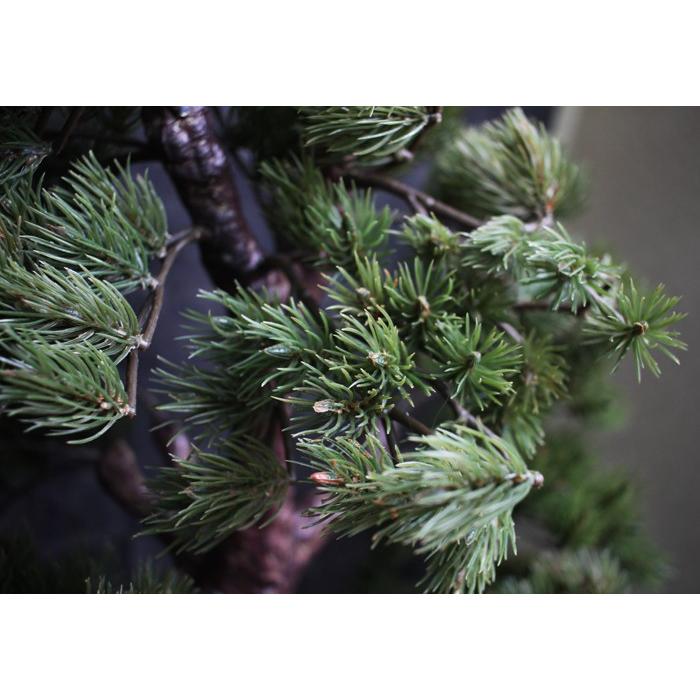 人工観葉植物 造花 松の盆栽 全高85cm 高級那智黒石付き 光触媒を