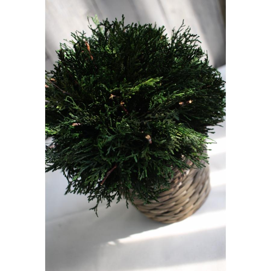 イケア（IKEA） 人工観葉植物 シダーツイグ/シダースタックベース