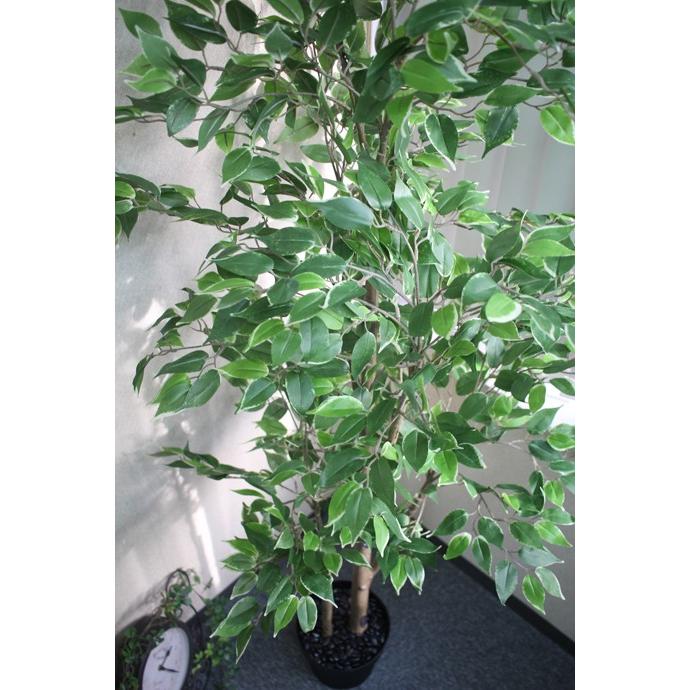 人工観葉植物 造花 ベンジャミンツリー 高級那智黒石付き 光触媒を超える消臭効果 175cmフィカスツリー 抗菌 抗ウィルス 地域限定 Aw Fejka01 デコレーションファクトリー 通販 Yahoo ショッピング