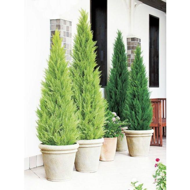 大型 人工観葉植物 ゴールドクレストツリー クレストツリー150cm