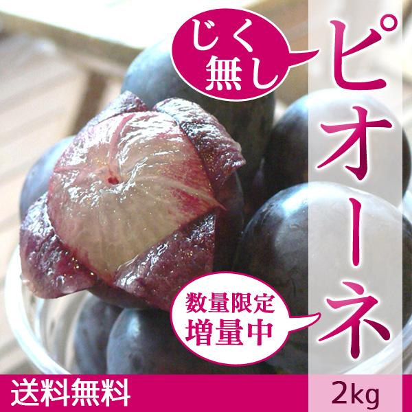 ピオーネ 2kg じく無し 訳あり わけあり ふぞろい 種無し ぶどう【＋1kgプレゼント】送料無料 田中農園｜arumama